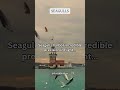 Seagulls harbor incredible precision in flight #subscribe #share #shorts