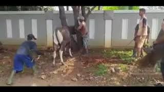 Apakah perlu ditutup Mata Sapi Gesss klo posisi dah kaya gitu???Silahkan jawab dikolom koment