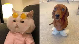 Tiktok Funny And Cute Pets / Tiktok's Cutest Pets #3 by Cute Paws 552 views 2 years ago 8 minutes, 16 seconds