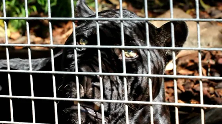 Black Jaguar Roaring