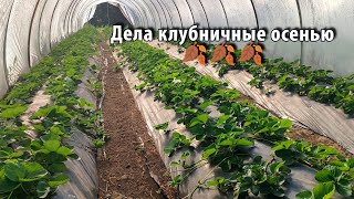 картинка: Наша новая посадка клубники. Подготовка к зиме. 