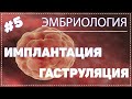 Имплантация и гаструляция / ЭМБРИОЛОГИЯ / Гистология #Эмбриология #Гистология