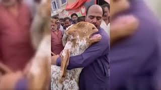 Goat cries like a baby when he tried to sell him #goat #animals #emotional #viral