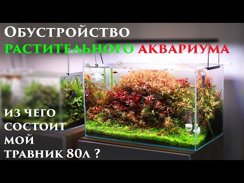 Video: Elegante Ludwigia Gewölbt