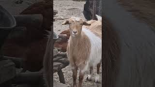 Very different personalities cute cuteanimals animals pet pets babyanimals goat goats farm