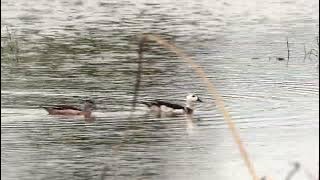 Cotton Pygmy Goose or Cotton Teal (Nettapus coromandelianus) - Male and female @ Thailand