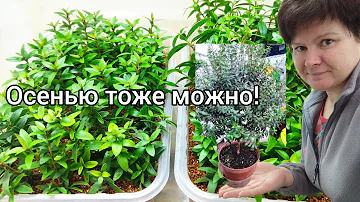 МИРТ. Размножение черенками. Особенности.