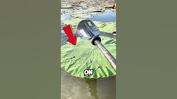 Why Do Lily Pads Never Get Wet? 🤔#shorts