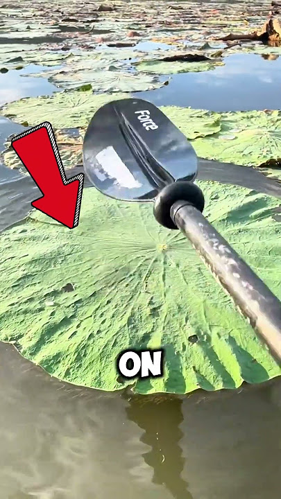 Why Do Lily Pads Never Get Wet? 🤔#shorts