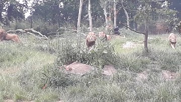Voedertijd leeuwen in Zooparc Overloon