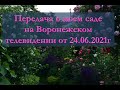 Передача о моем саде Воронежского телевидения от 24. 06. 21 СЕЗОН ЗАБОТ.