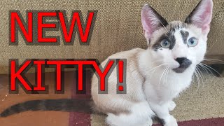 New Kitty!