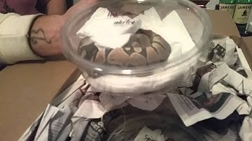 Royal Constrictor Designs unboxing