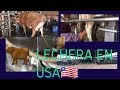 🔴 así son las lecherías en usa 🇱🇷🐄🐄 vacas lecheras