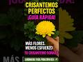 Cómo Cuidar Crisantemos y Tener Flores Espectaculares Sin Fallar (¡Todo lo que Necesitas Saber!)