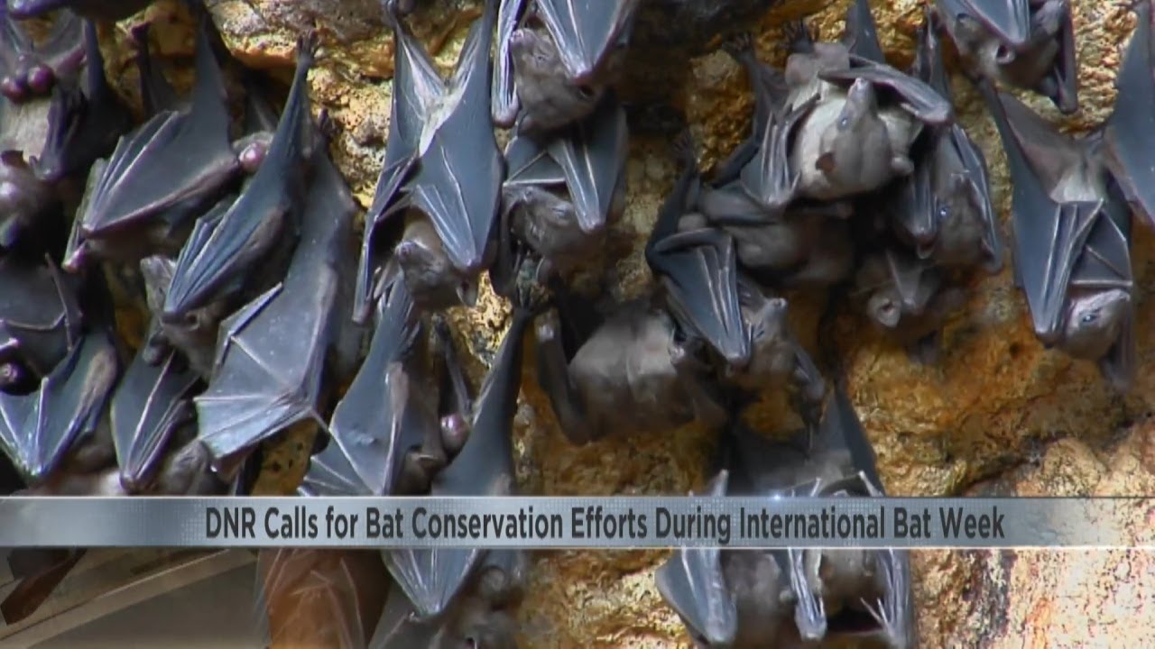 DNR calls for bat conservation efforts during international bat week