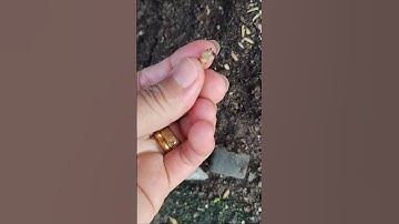 ỐC SÊN trong ổ kiến lửa #snail