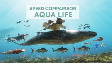 SPEED COMPARISON 3D | Aqua Life 🐠