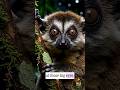 😱 Cute But DEADLY! Slow Loris Venom Secret 🐾 | Wild Lens TV #SlowLoris #DangerousAnimals#shorts