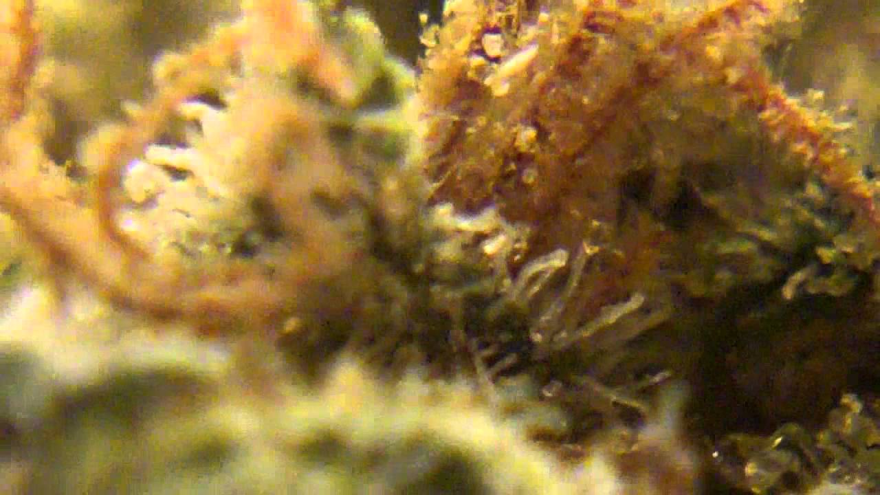 Ep 330 Mandala # 1 Strain Flower Weed Review Mandala SEEDS BUDs Medical cannabis