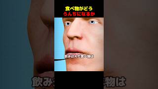 食べ物がどううんちになるか