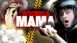 ❌ODBIERAM JAJA KOBRY PLUJĄCEJ❌ ZAKAZANY WĄŻ❗️