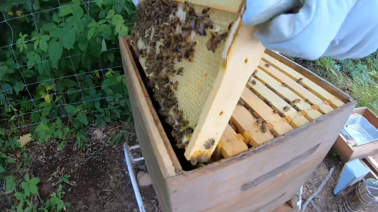 Gopro Bee BEES with the GoPro HERO 7 - YouTube