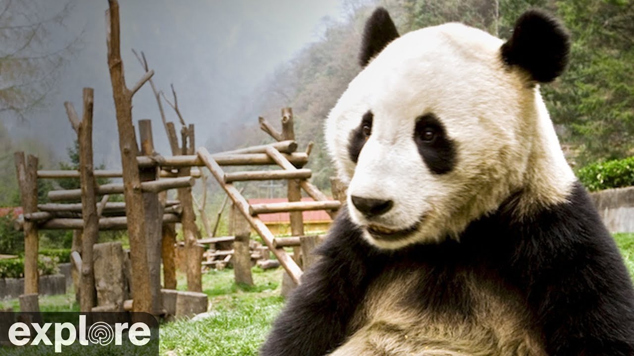 Gengda Valley Panda Cam