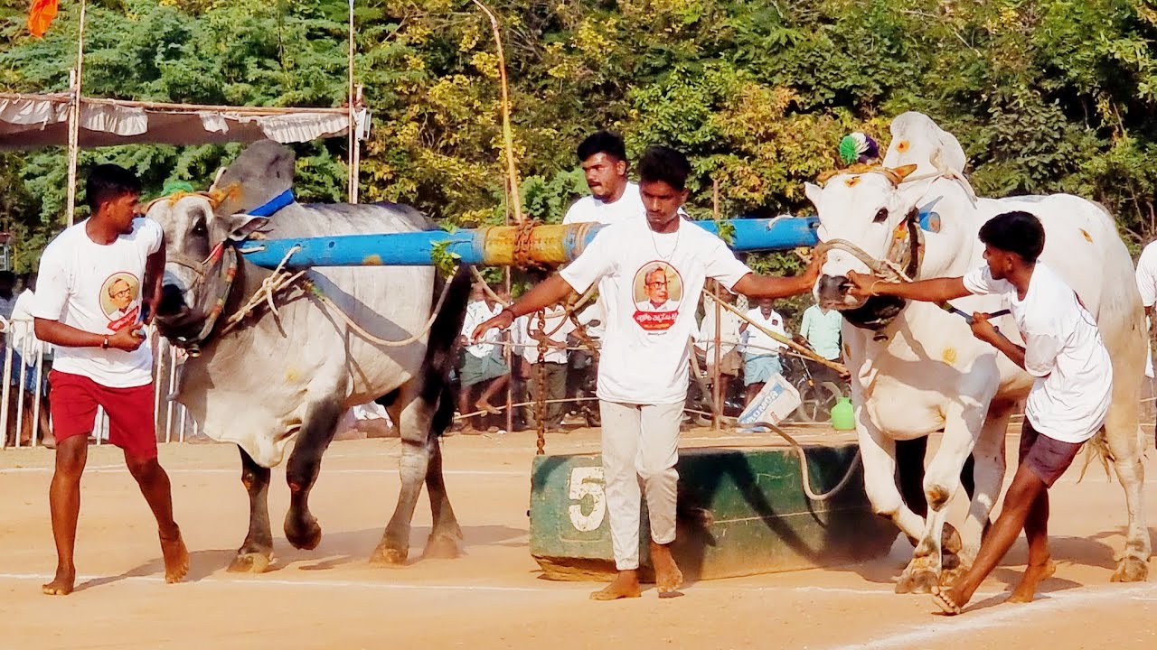🏆🥈ఉత్తనూరు సీనియర్స్ విభాగం బండలాగుడు పోటీలు 7వ జతతోట తిరుపాల్ రెడ్డి మేడిమాకులపల్లి అనంతపురం జిల్లా