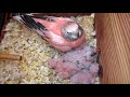 Bourke Parakeet Parents and Babies — Four Separate Clutches