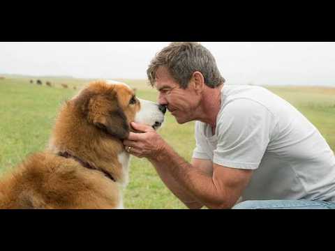 A Dog's Perfect Christmas gets a premiere date on Netflix