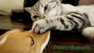 Cats Meeting Puppies for the First Time 2015 [NEW HD] by Funny Moments 12,757 views 8 years ago 3 minutes, 38 seconds