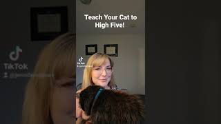How to teach your cat to high five! One of the easiest and best cat tricks.