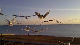 Seagull Frenzy