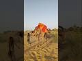 موقف مؤثر في الصحراء عروس عالقة فوق الجمل وسط الصراخ 