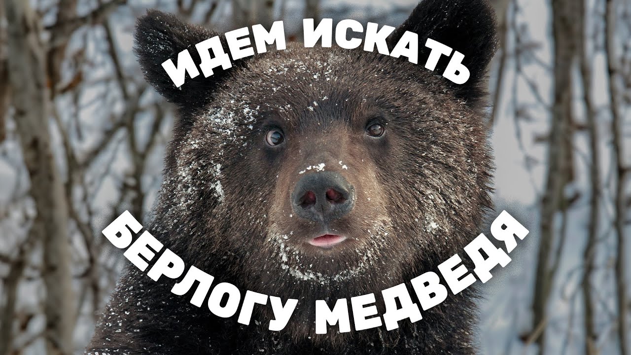 Как спасают медвежат