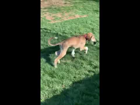 Saluki pup and Silken Windhound chew time - YouTube