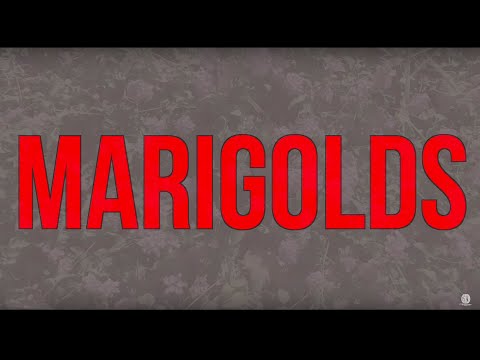 Cursive - New Song “Marigolds”