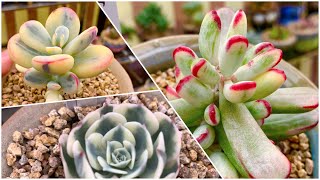 Succulent Collections Variegated and Rare