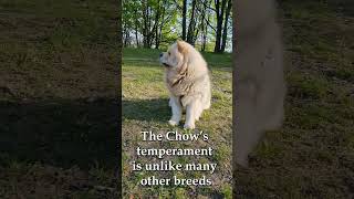 Chow Chow  without secrets  Breed Profile  #chowchow #shorts