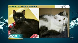 Norfolk SPCA