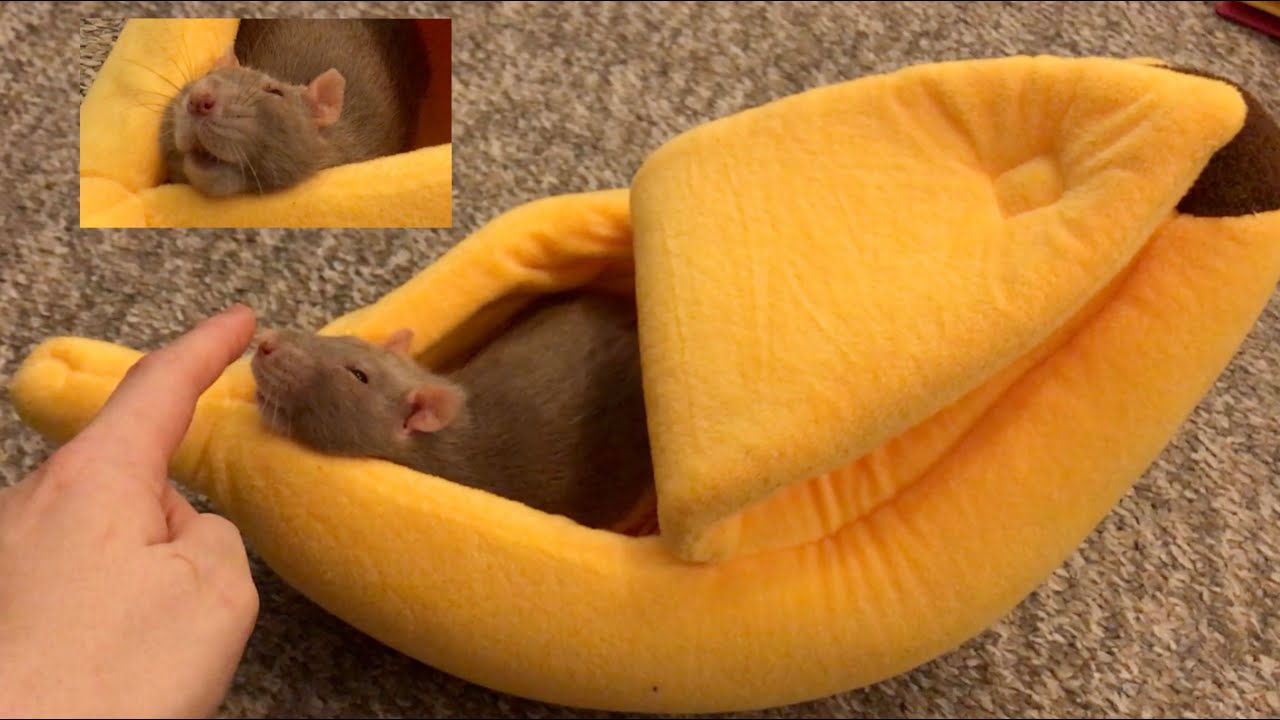 Sleepy Bean Chilling in a Banana Bed YouTube