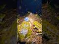 frog in the real life in house underground 🔥|| #trending #viral #shortsfeed