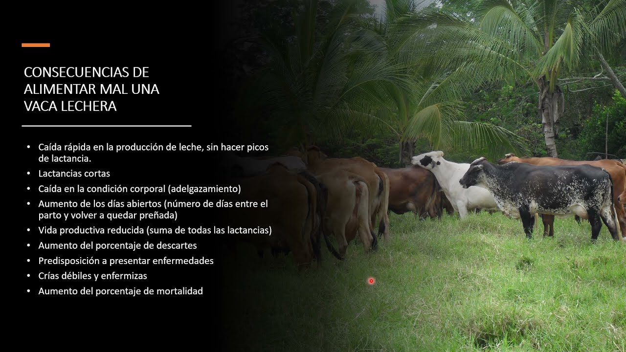 MANEJO DE LAS VACAS LACTANTES/MANAGEMENT OF NURSING COWS