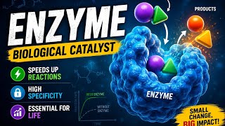 Enzyme in one shot | Structure| Mechanism| Character| Factor | Inhibition.