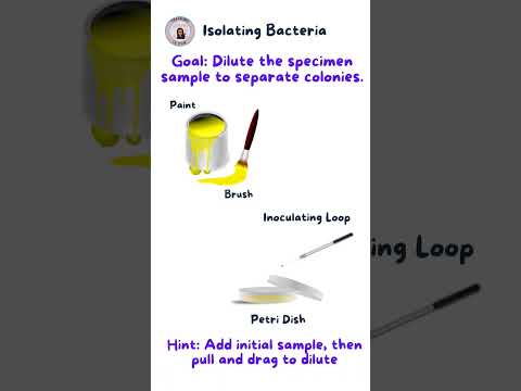 Isolating Bacteria #microbiology