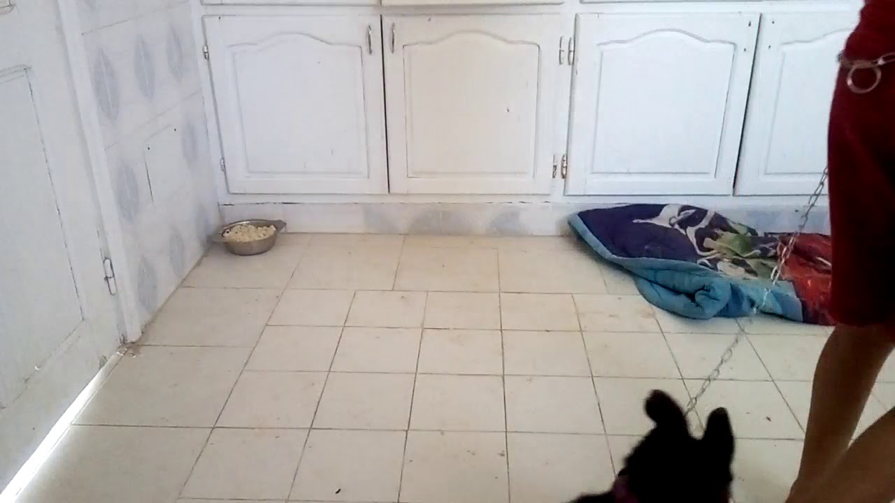 Dresser un chiot YouTube