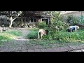 Instincts and trust mario kleff engages in playful game of hunt with leopard typhoon in garden