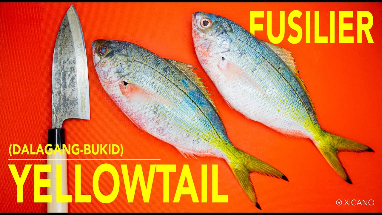 DALAGANGBUKID (YELLOWTAIL FUSILIER) YouTube