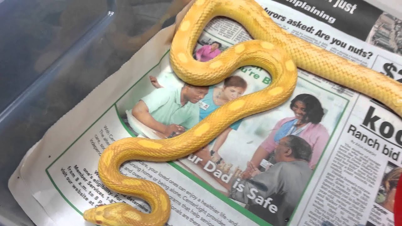 corn snake morphs Female Butter Motley